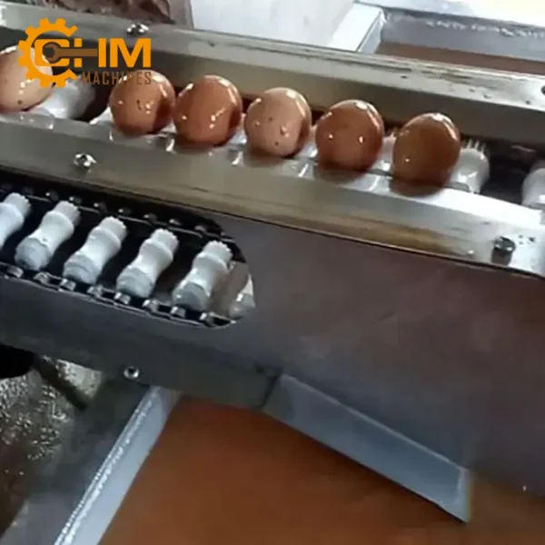 day chuyen rua va phan loai trung 4